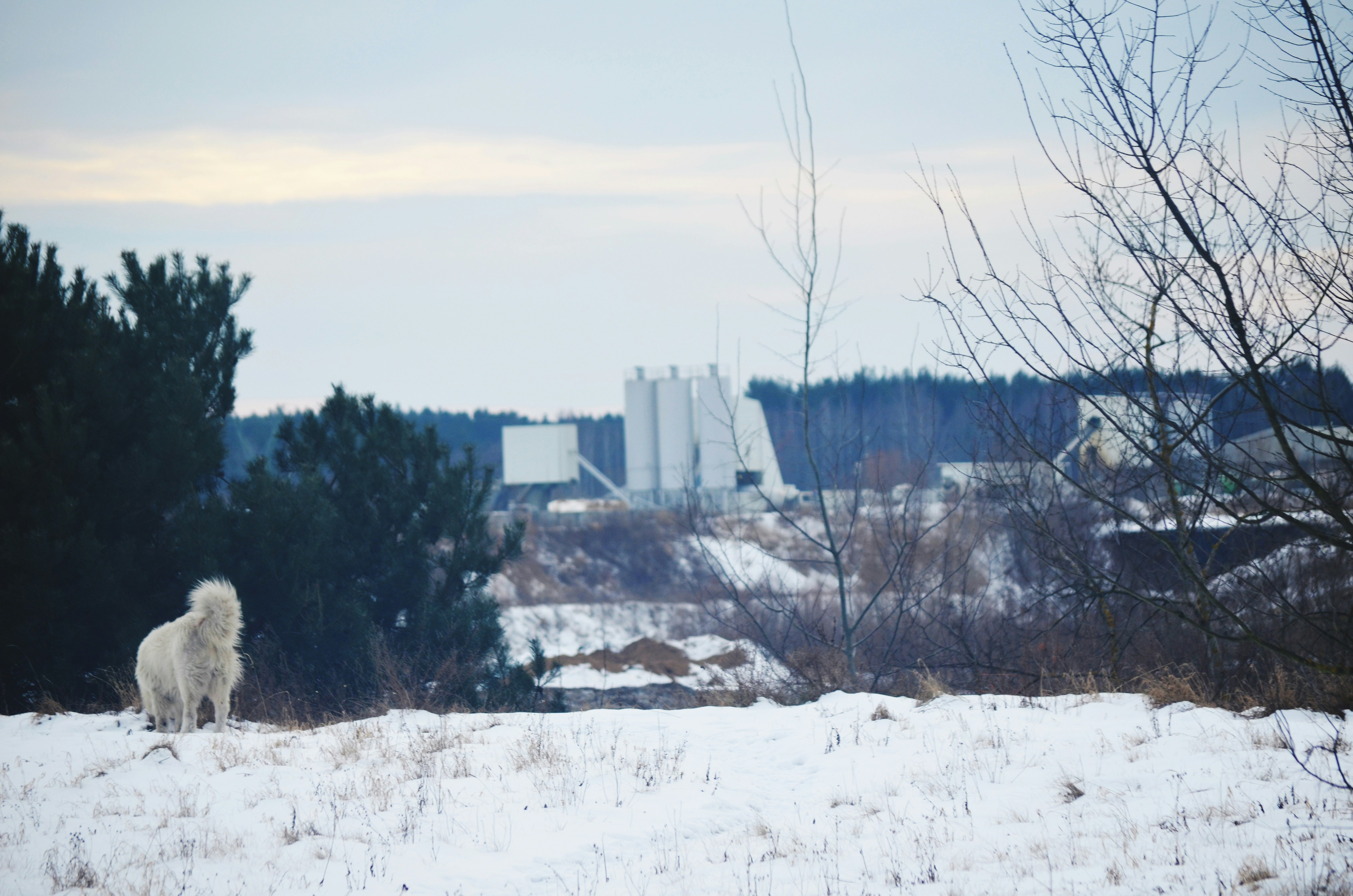 a white animal standing on top of a snow covered field