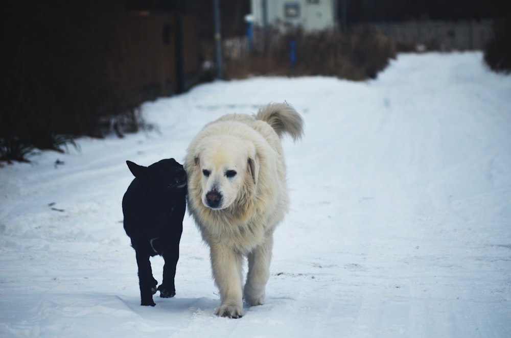 a large white dog and a small black dog walking in the snow