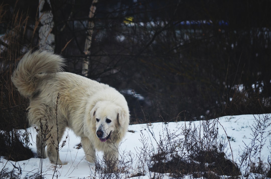 a large white dog walking across a snow covered field