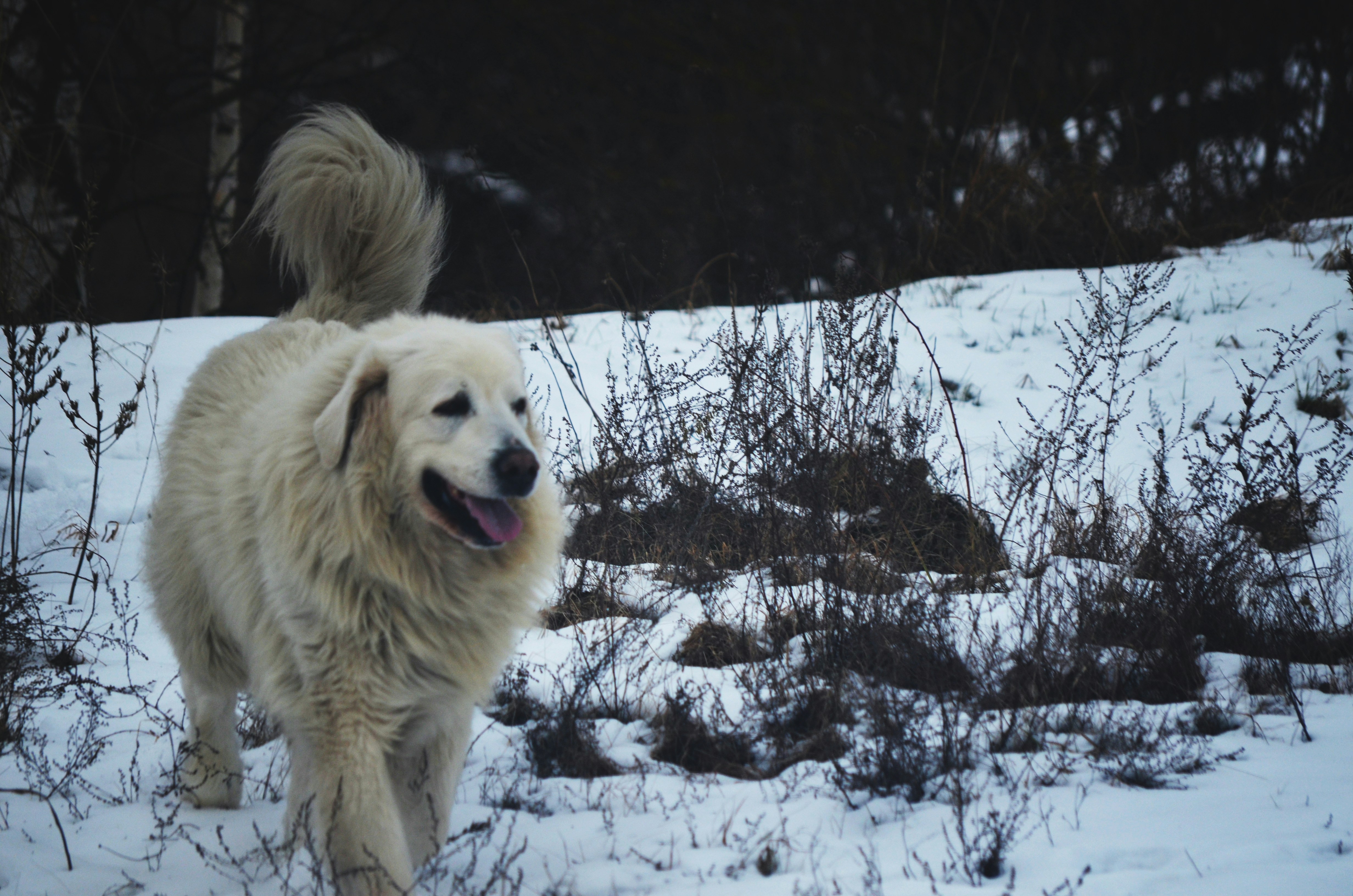 Photo by dominiklyko12