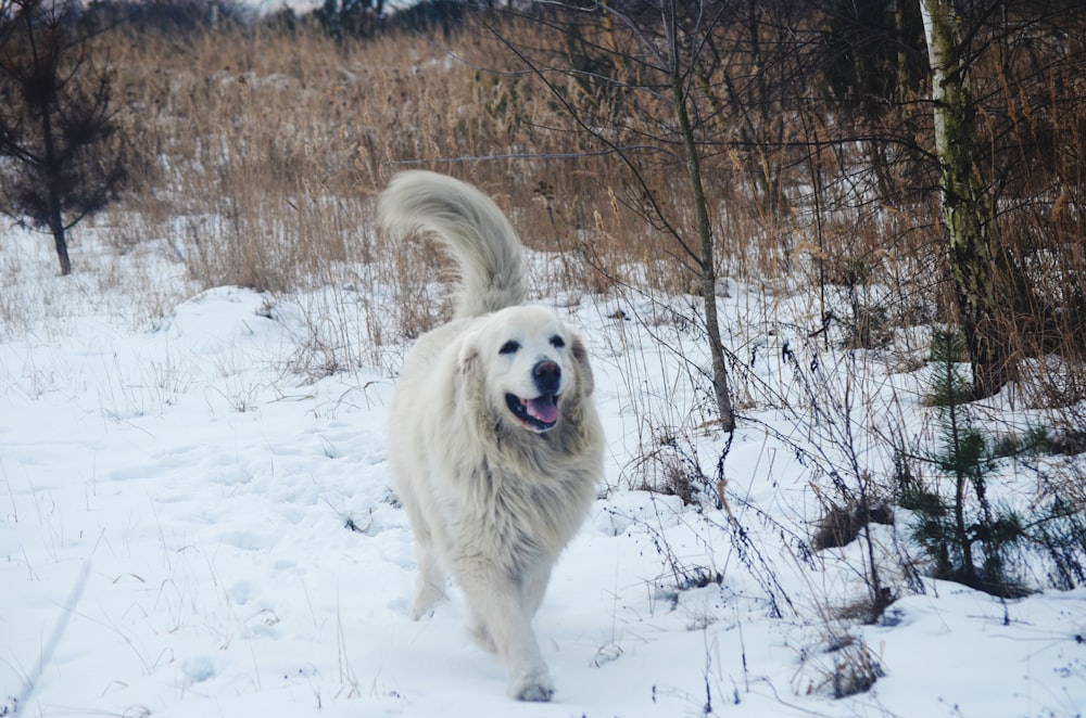 a large white dog walking through a snow covered field