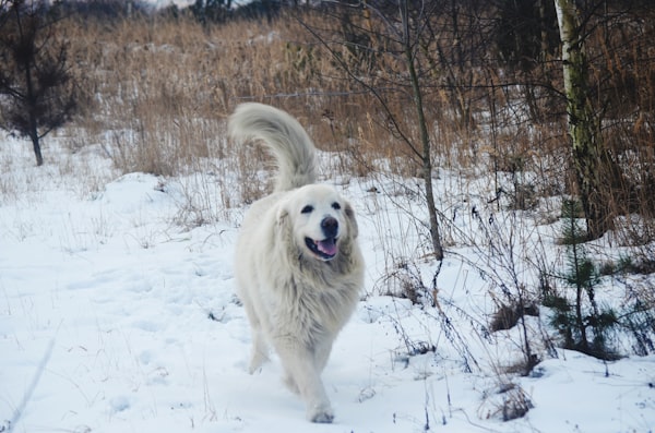 I read the ABC article on maremma, it is a prime example on how not to report social issue.