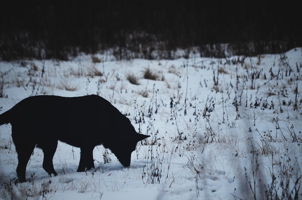 a bear that is standing in the snow