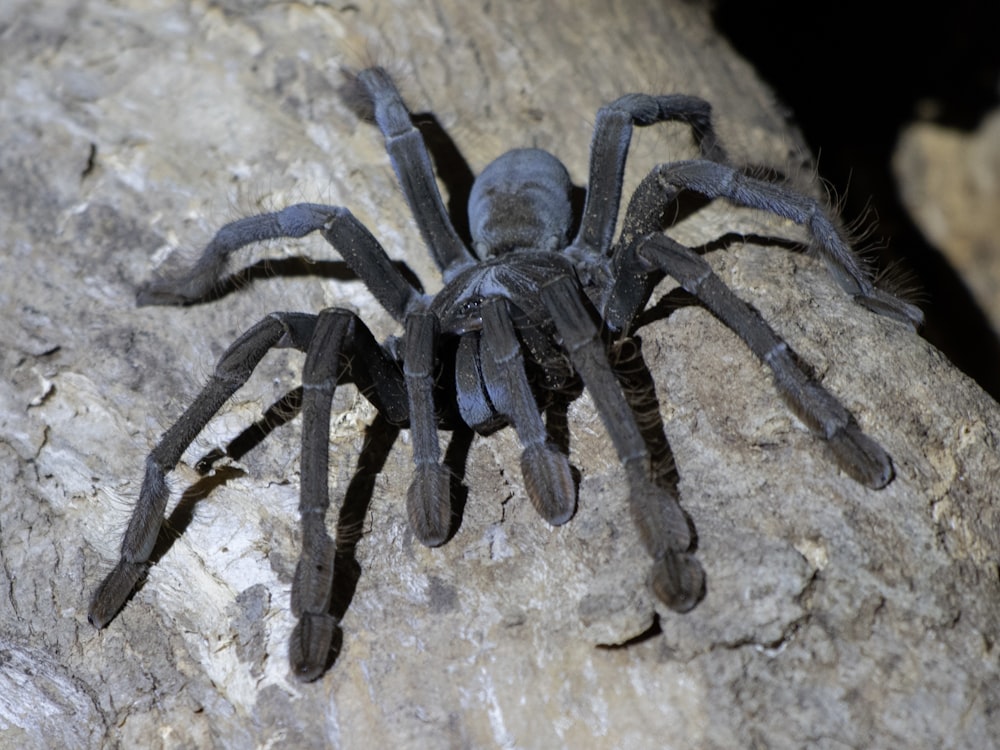 a large black spider sitting on top of a rock