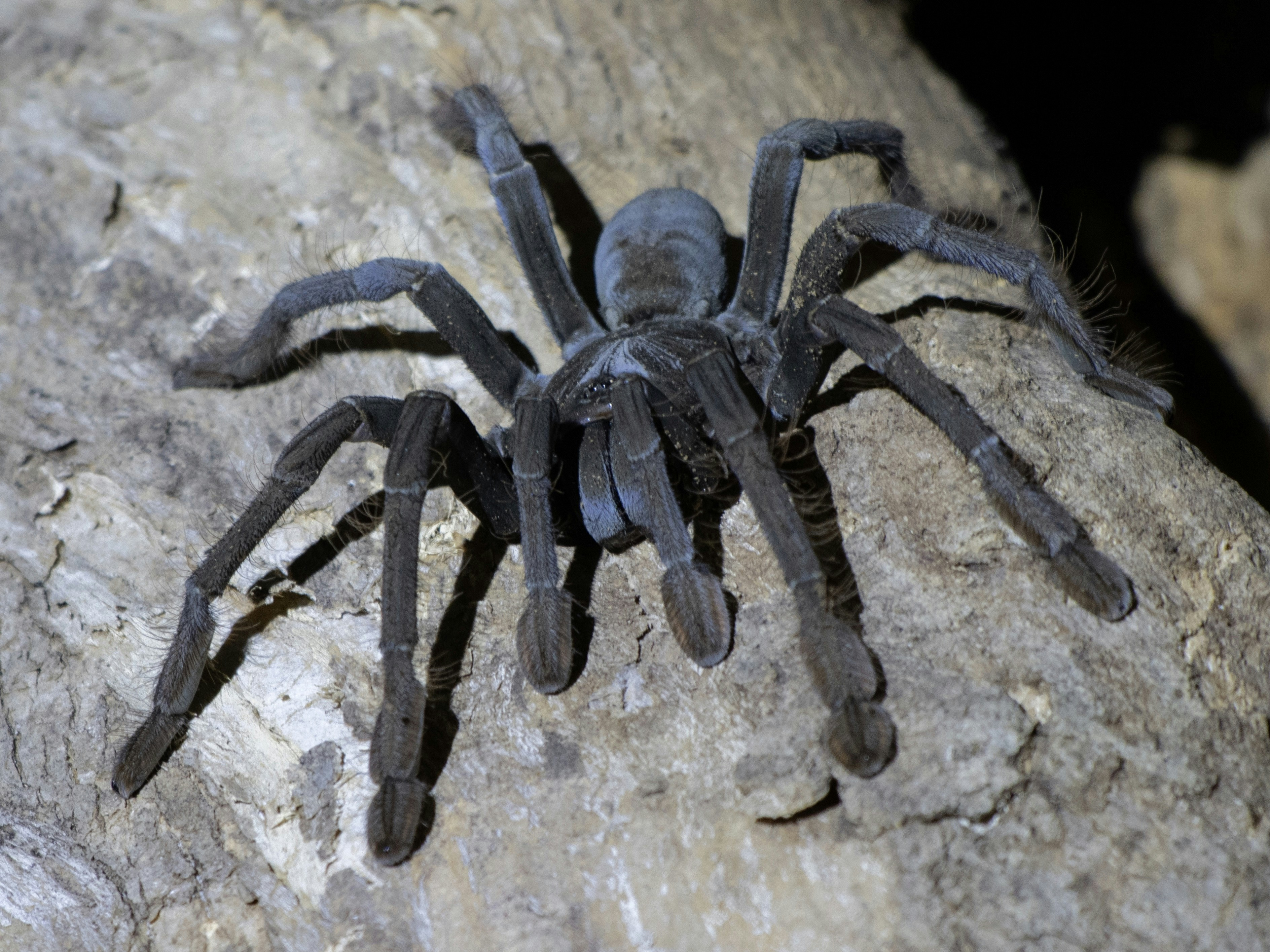 Are There Any Specific Rituals Or Behaviors Associated With Tarantula Courtship?
