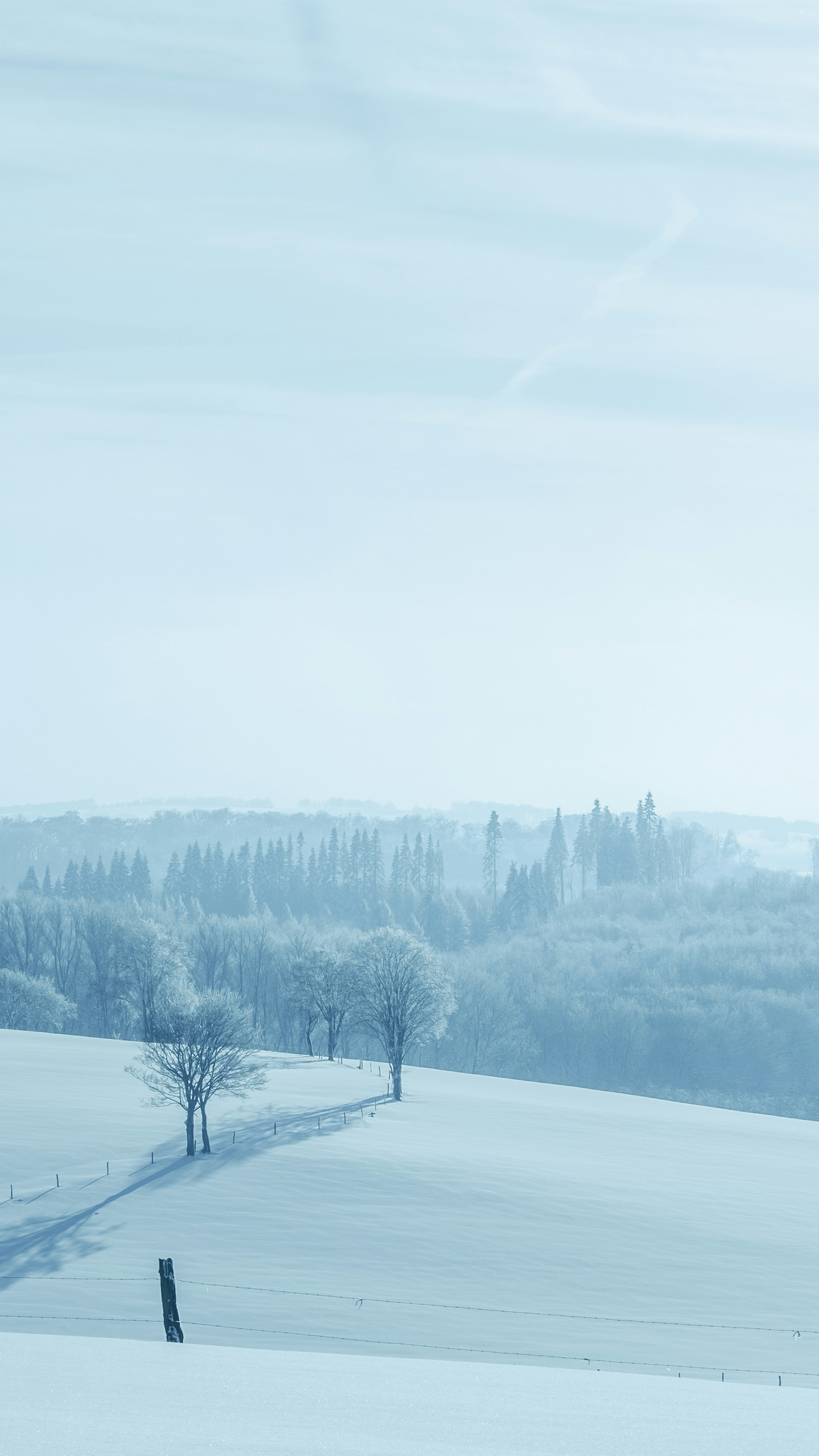 a snowy landscape with trees and a fence