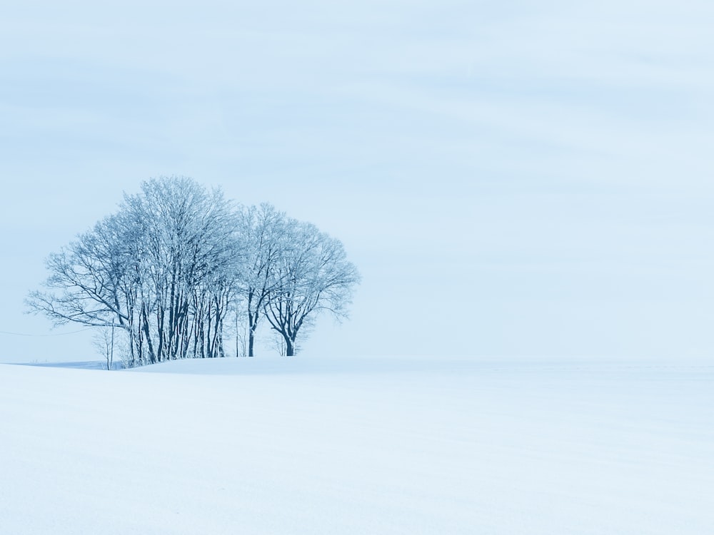 a couple of trees standing in the middle of a snow covered field