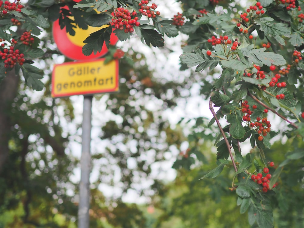 a red and yellow sign hanging from the side of a tree