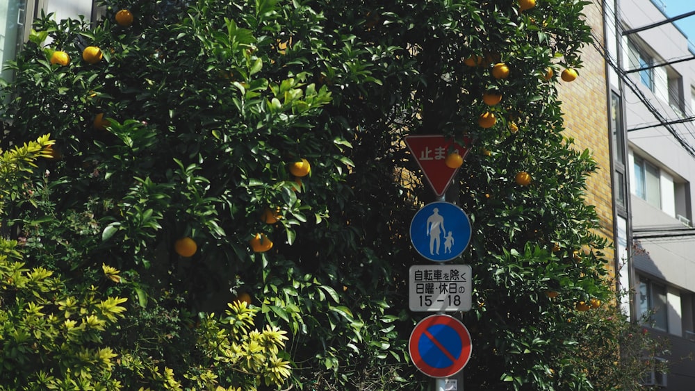 a street sign in front of an orange tree