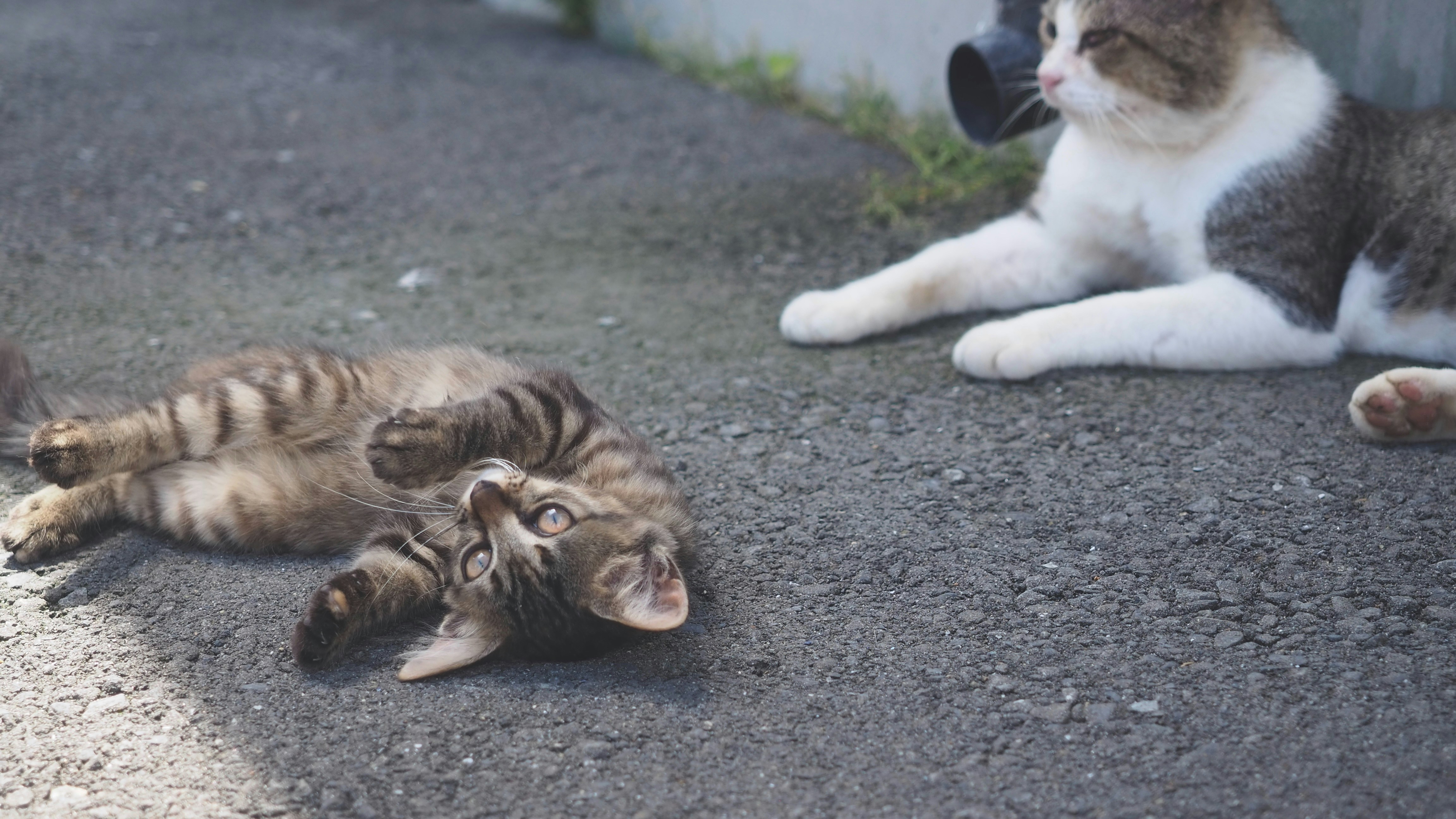A couple of cats that are laying down on the ground photo – Free Grey ...