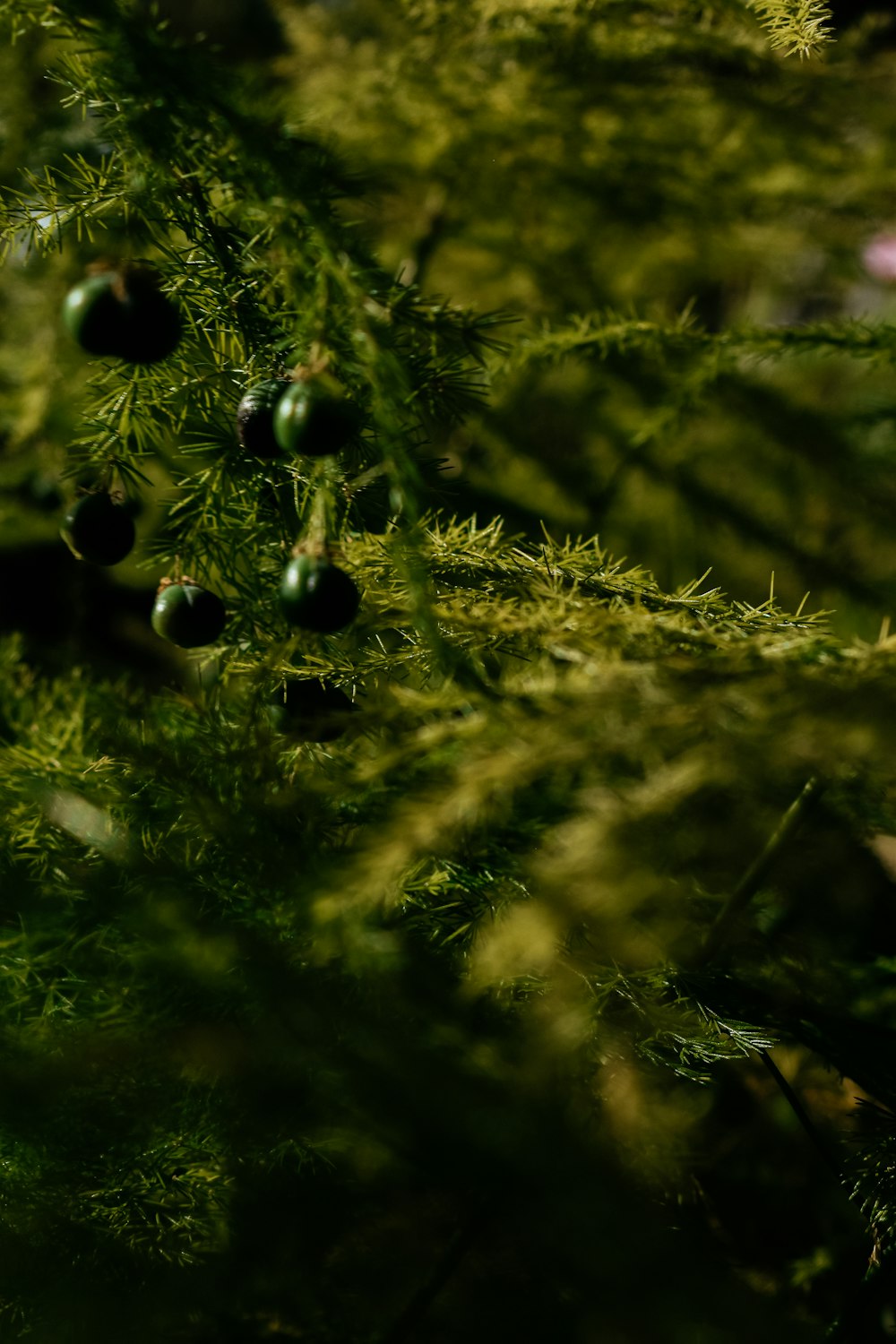 a close up of a pine tree with berries on it