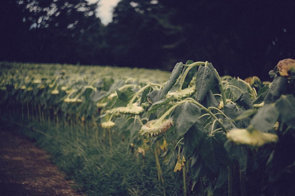 a field of sunflowers in the middle of the day