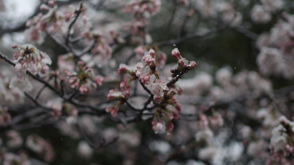 a close up of a tree with pink flowers