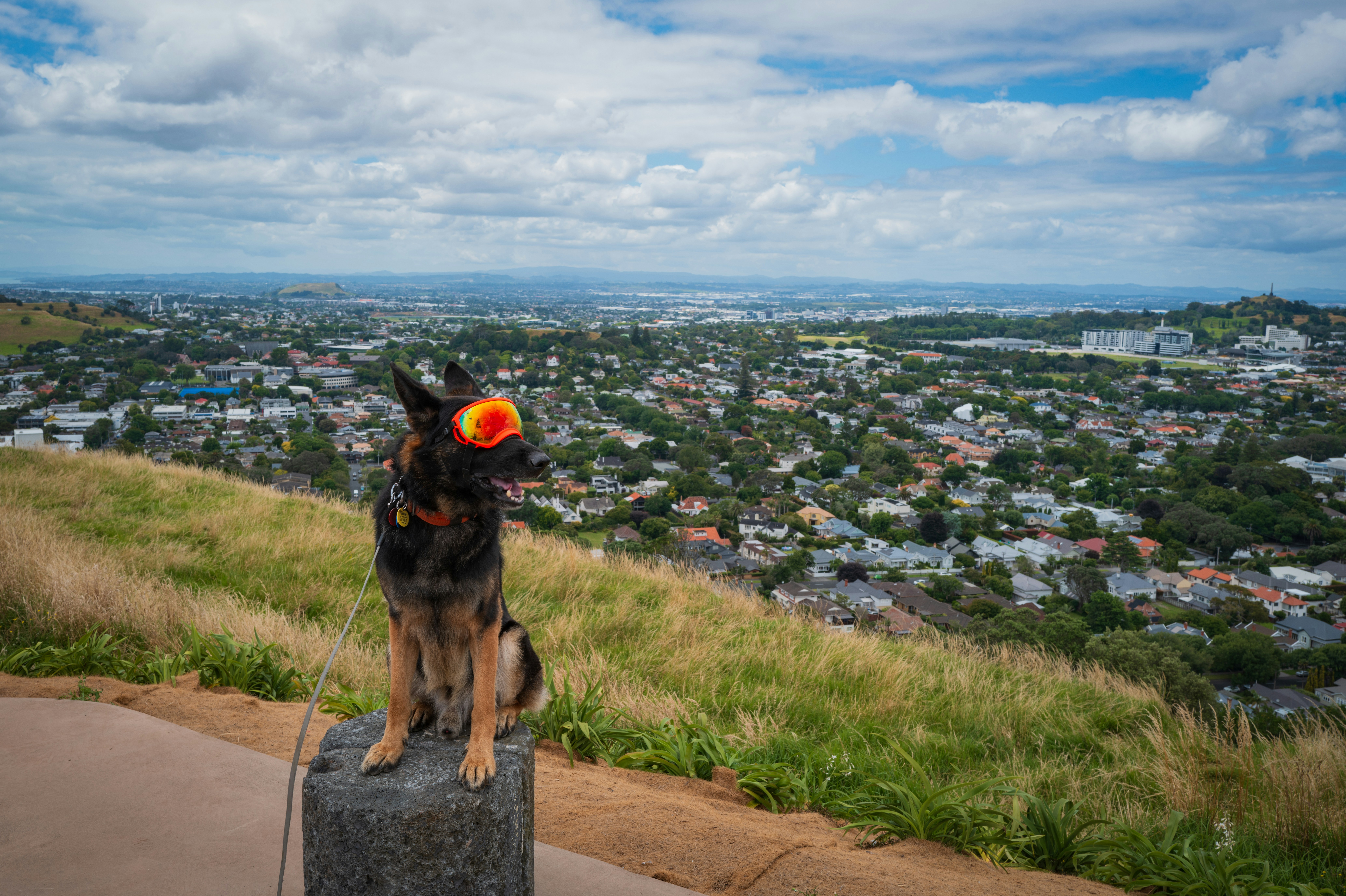 a dog sitting on top of a cement block