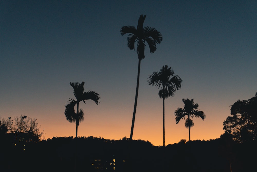 a group of palm trees silhouetted against a sunset