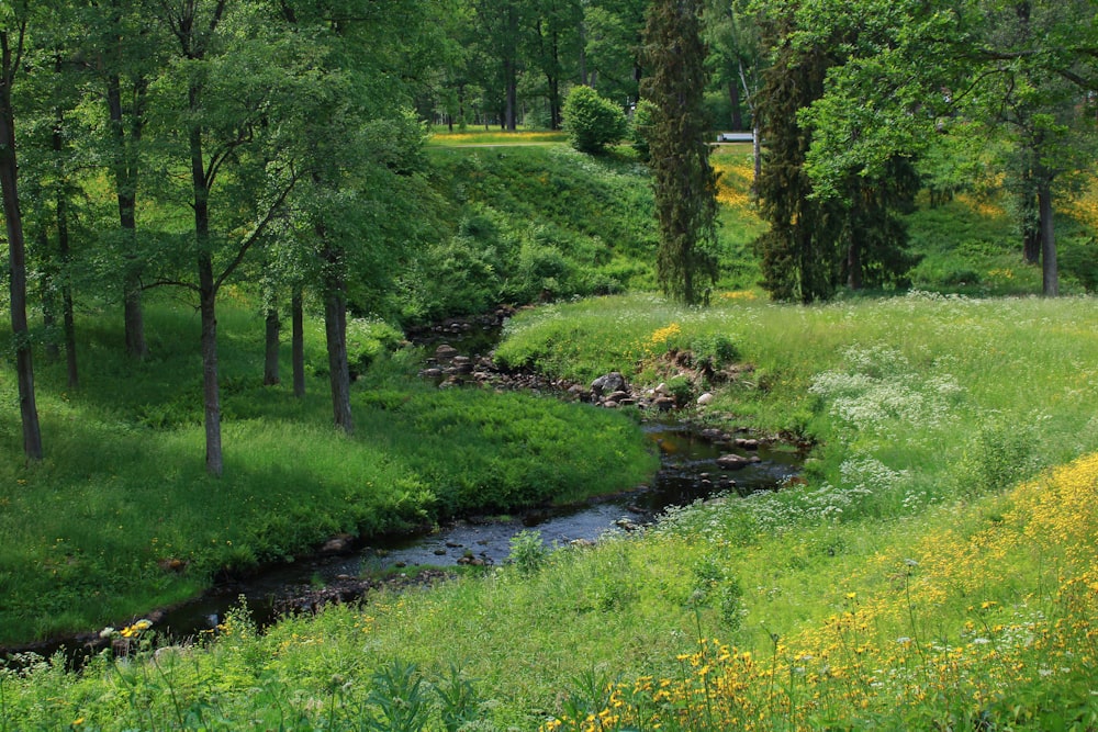 a stream running through a lush green forest