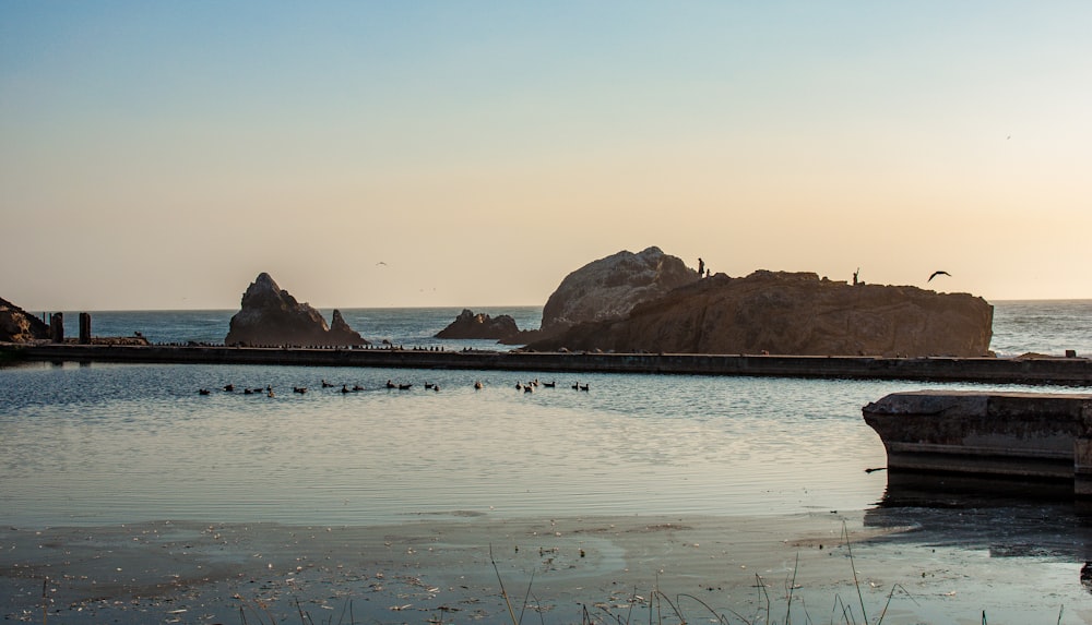 a flock of birds sitting on top of a body of water