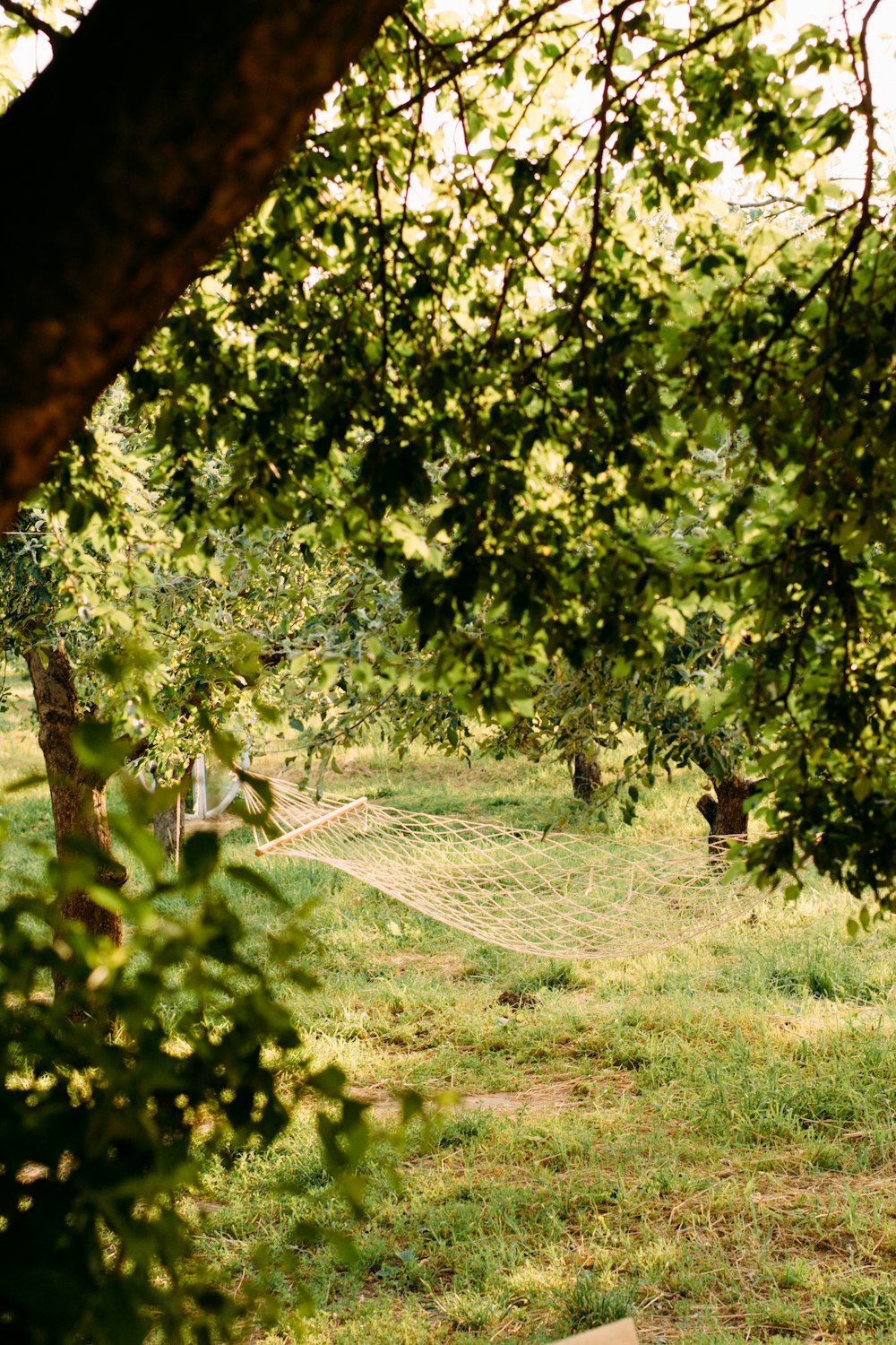 a hammock hanging from a tree in a field