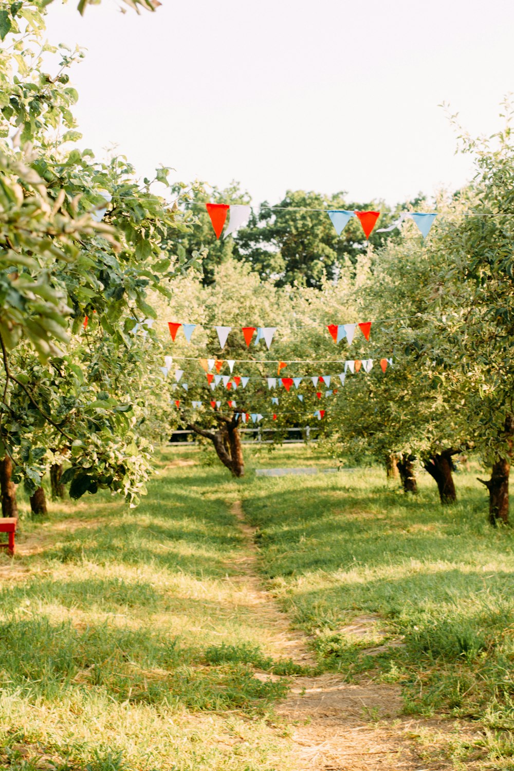 an apple orchard with lots of trees and flags