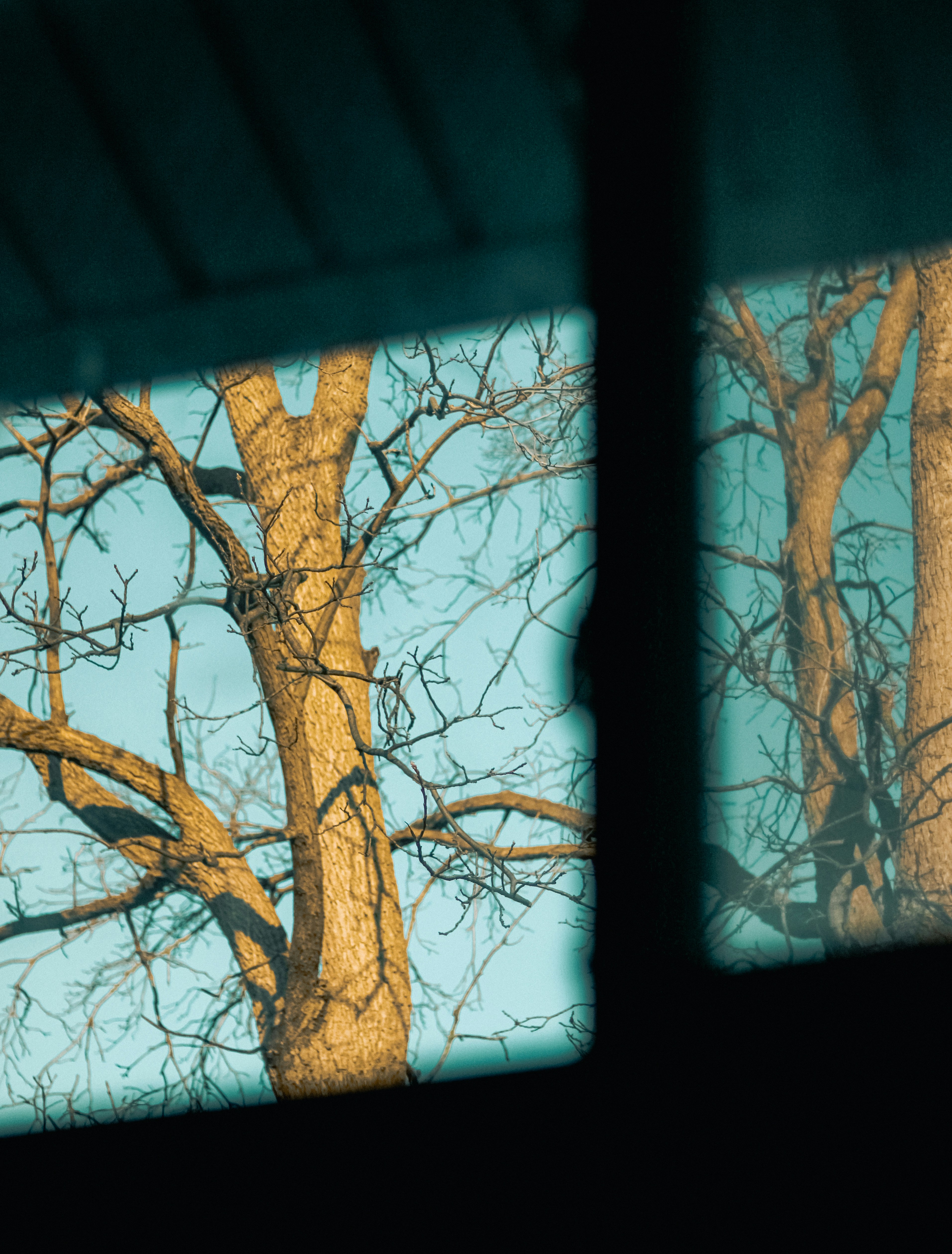 A reflection of a tree in a mirror photo – Free Tree Image on Unsplash