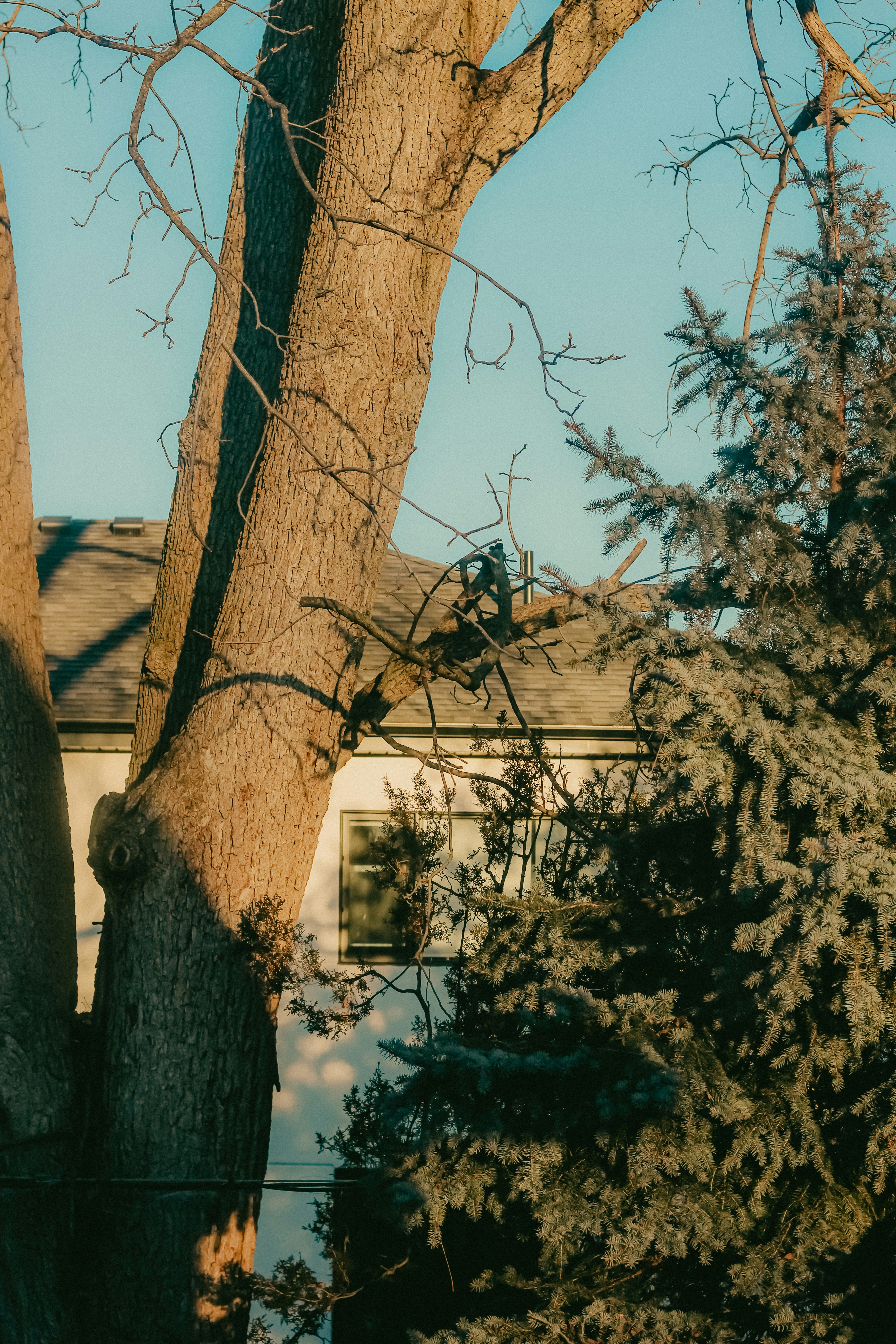 Photo by linusbelanger