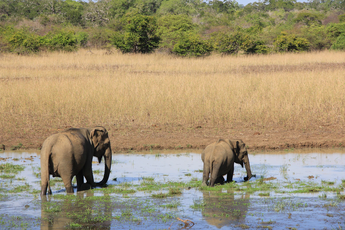 Mother and baby elephants standing together in Yala