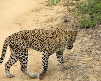 a large leopard walking across a dirt road