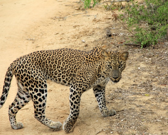 a large leopard walking across a dirt road