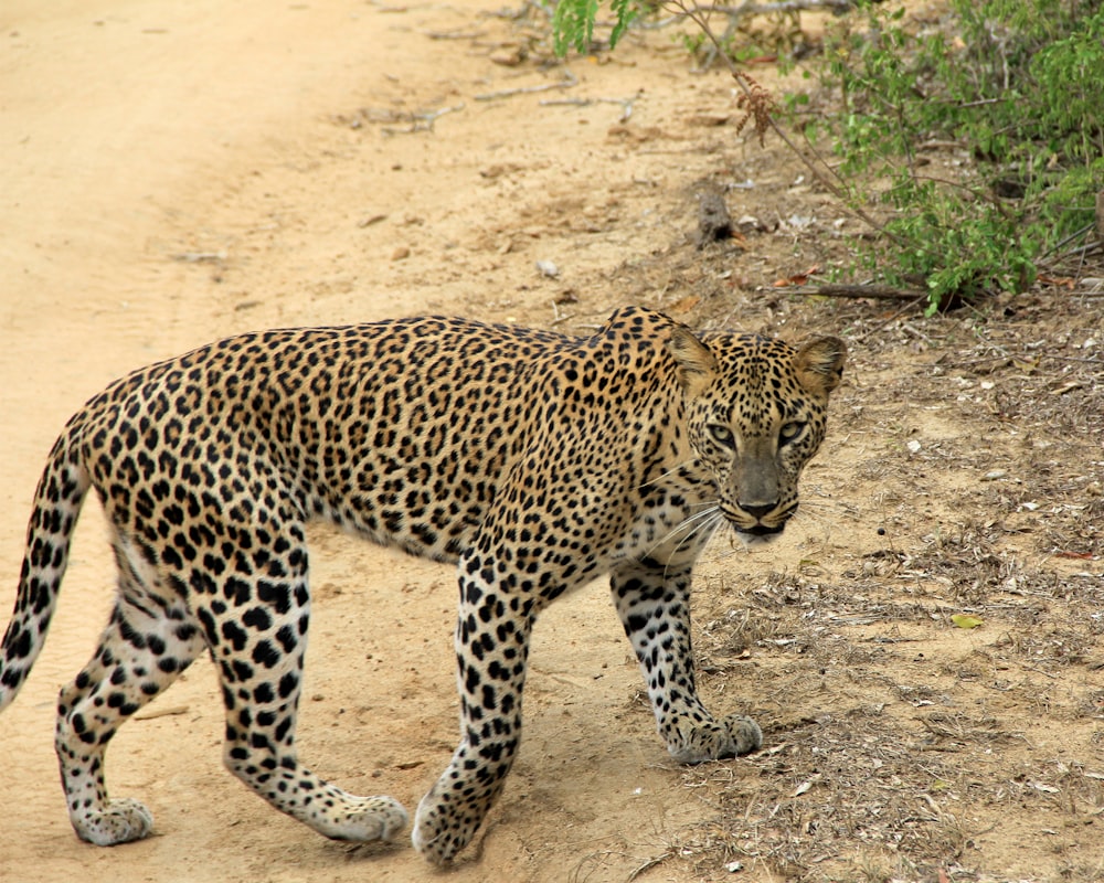 a large leopard walking across a dirt road