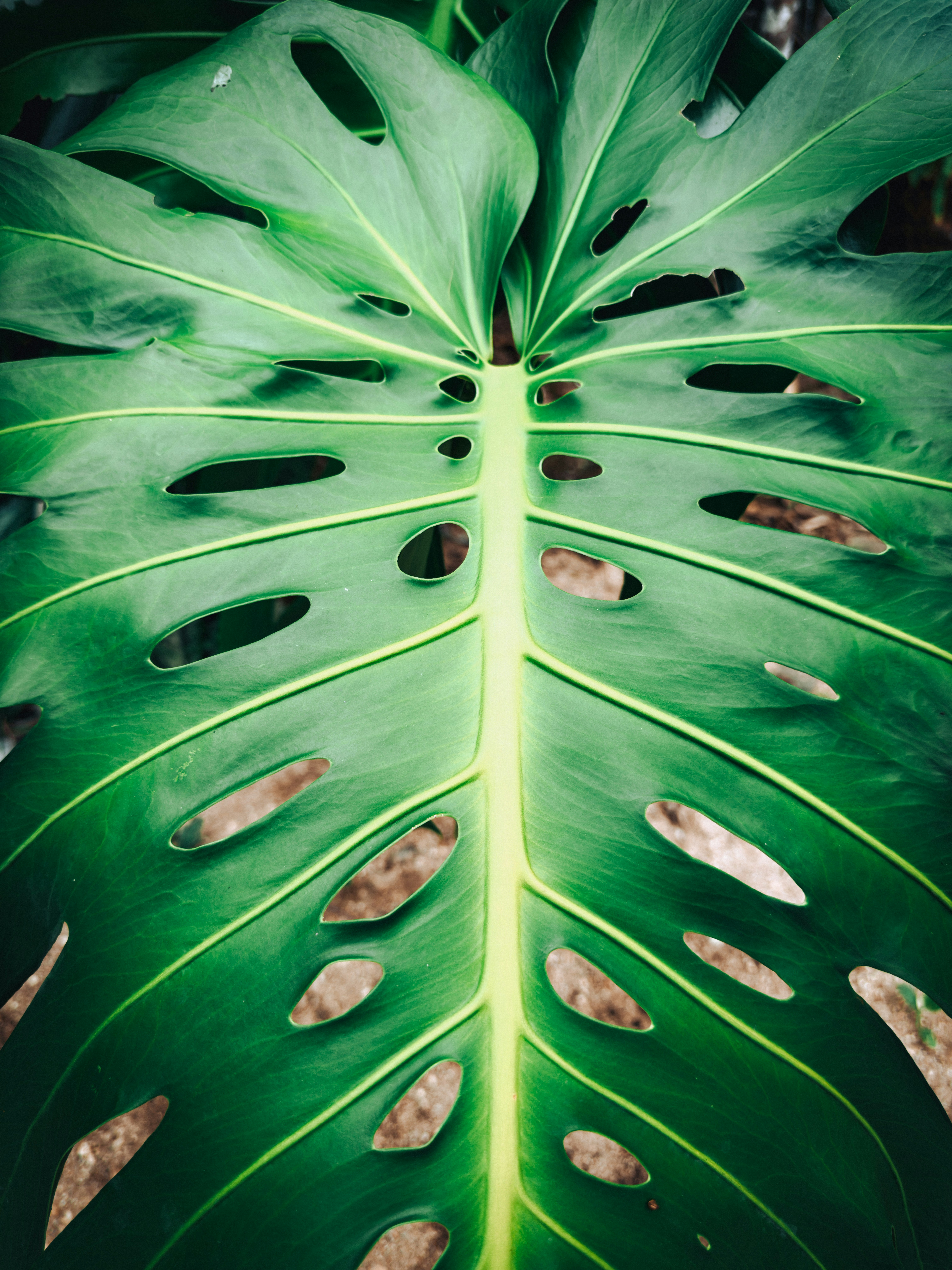 a large green leaf with holes in it