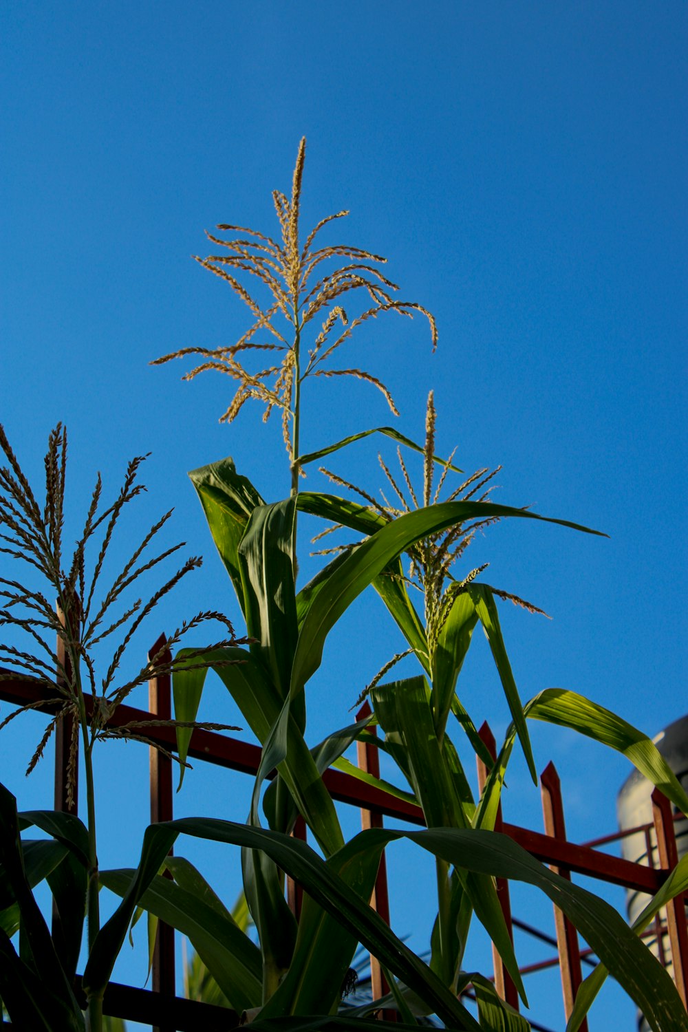 a tall stalk of corn in front of a fence
