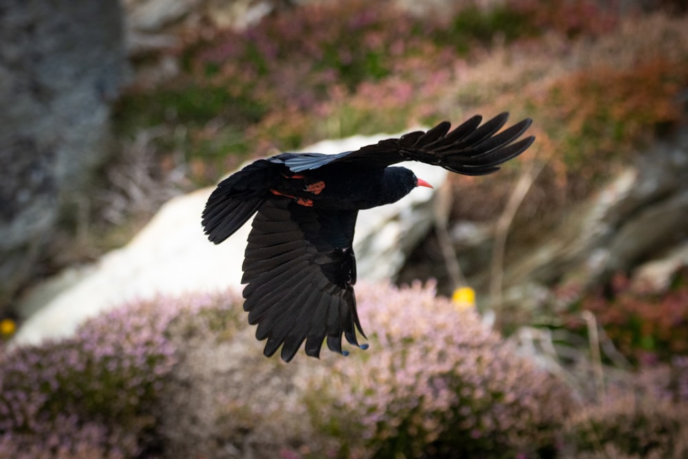 a black bird flying over a lush green hillside