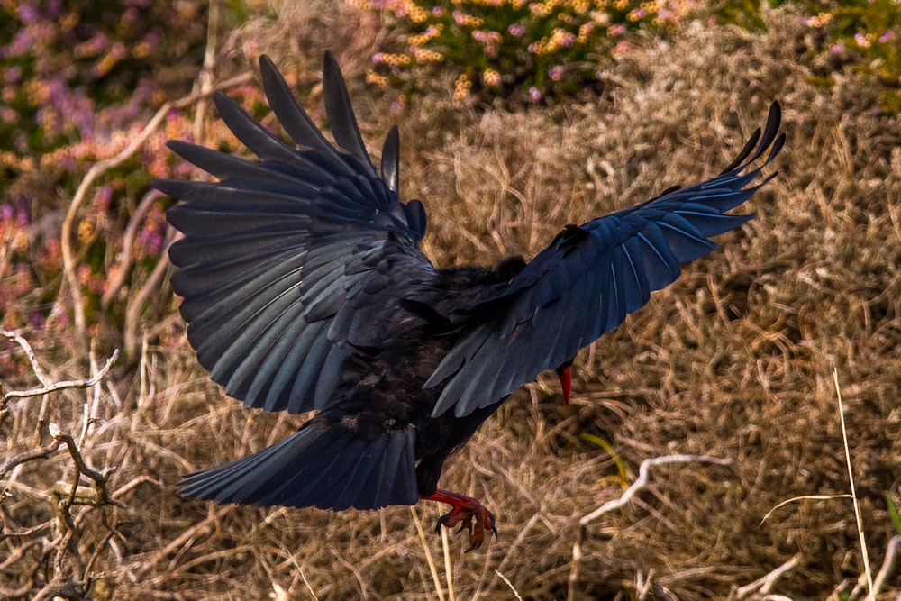 a black bird with its wings spread out in a field