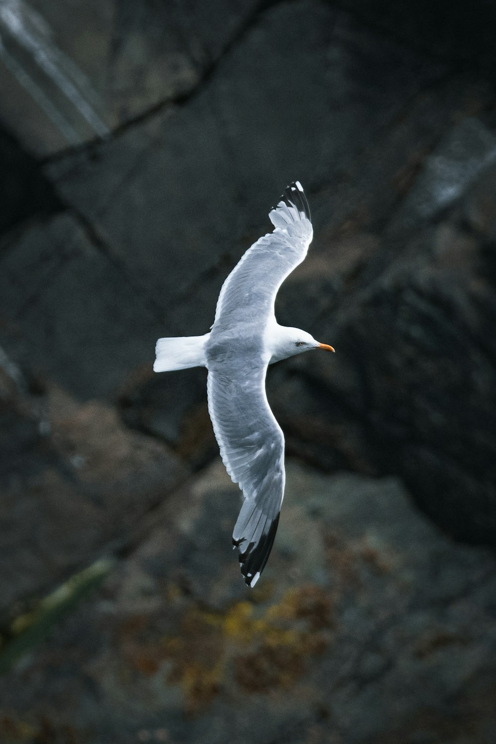 a white bird flying over a rocky cliff