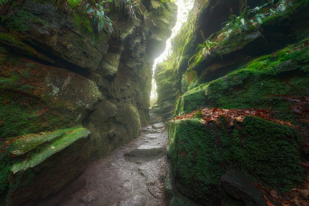 a narrow path in the middle of a mossy canyon