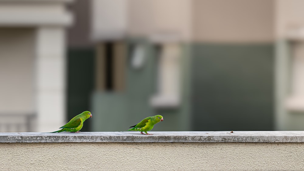 two green birds sitting on a ledge next to each other