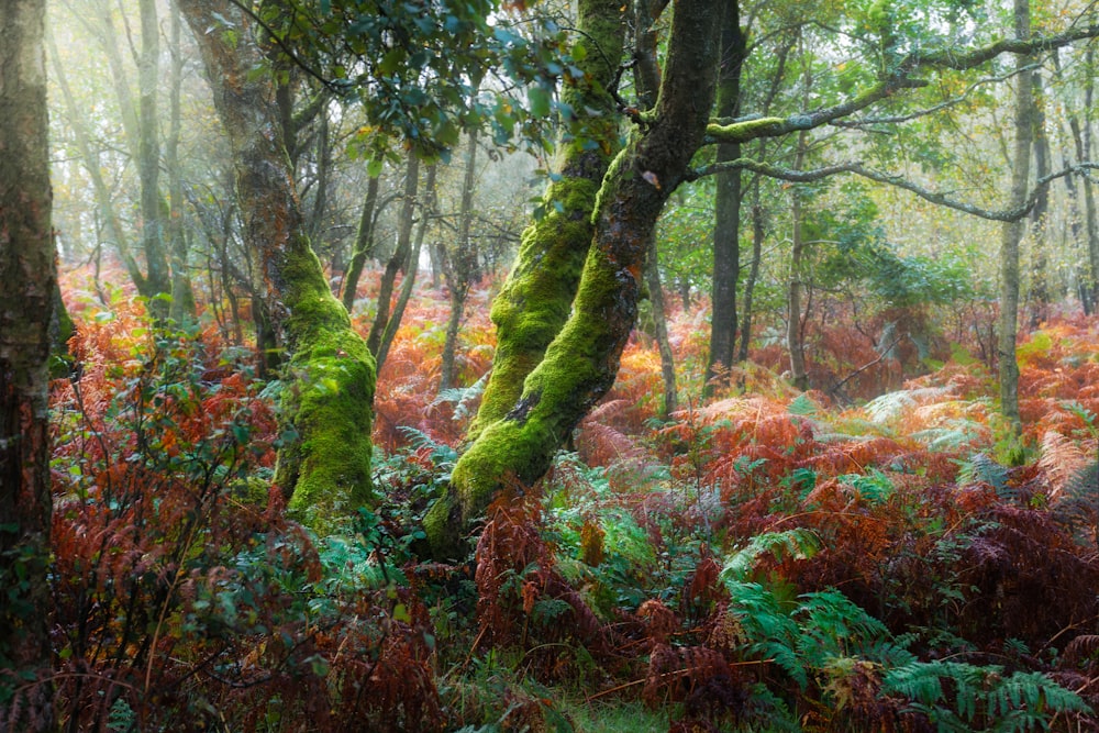 a lush green forest filled with lots of trees