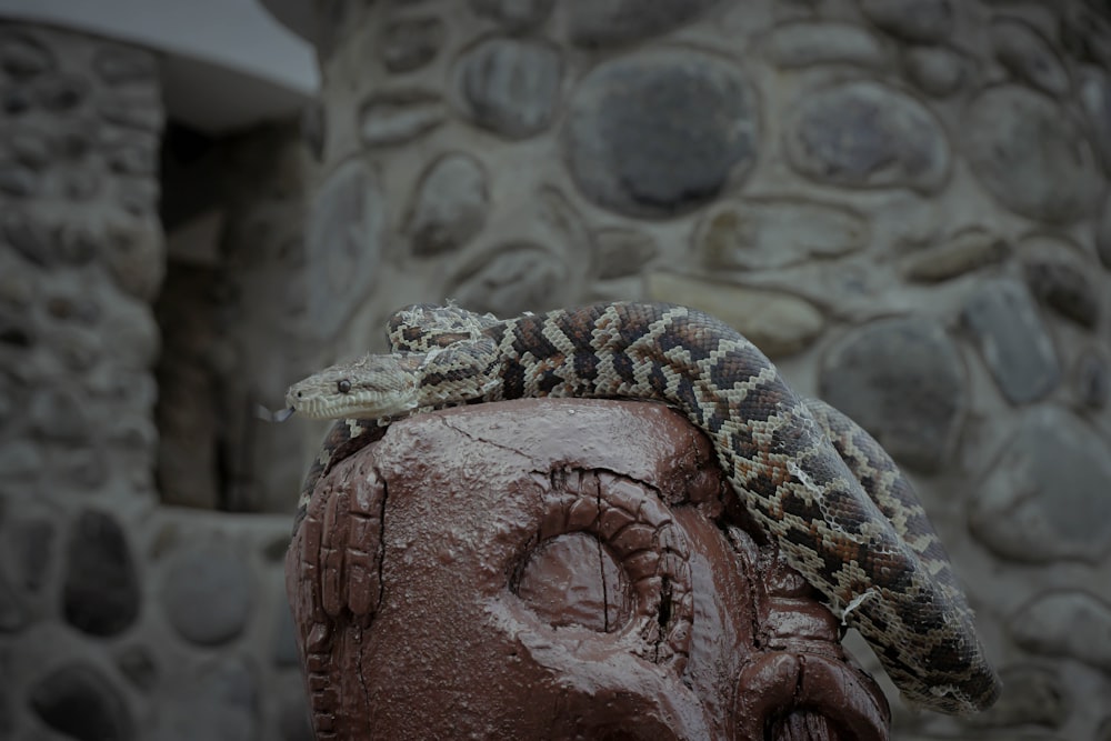 a snake is sitting on top of a fire hydrant