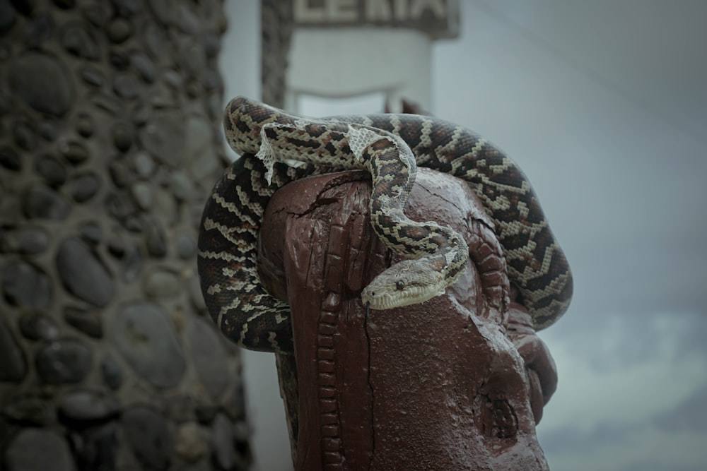 a large snake on top of a fire hydrant