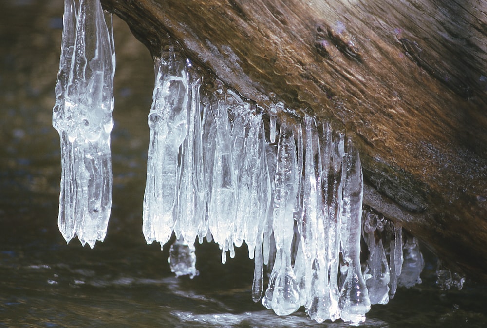 icicles hanging from a tree trunk in the water