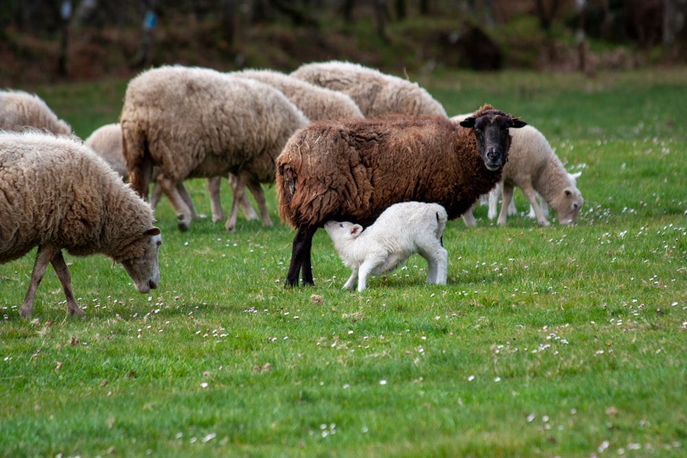 a herd of sheep grazing on a lush green field