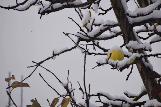 a yellow bird perched on top of a tree covered in snow