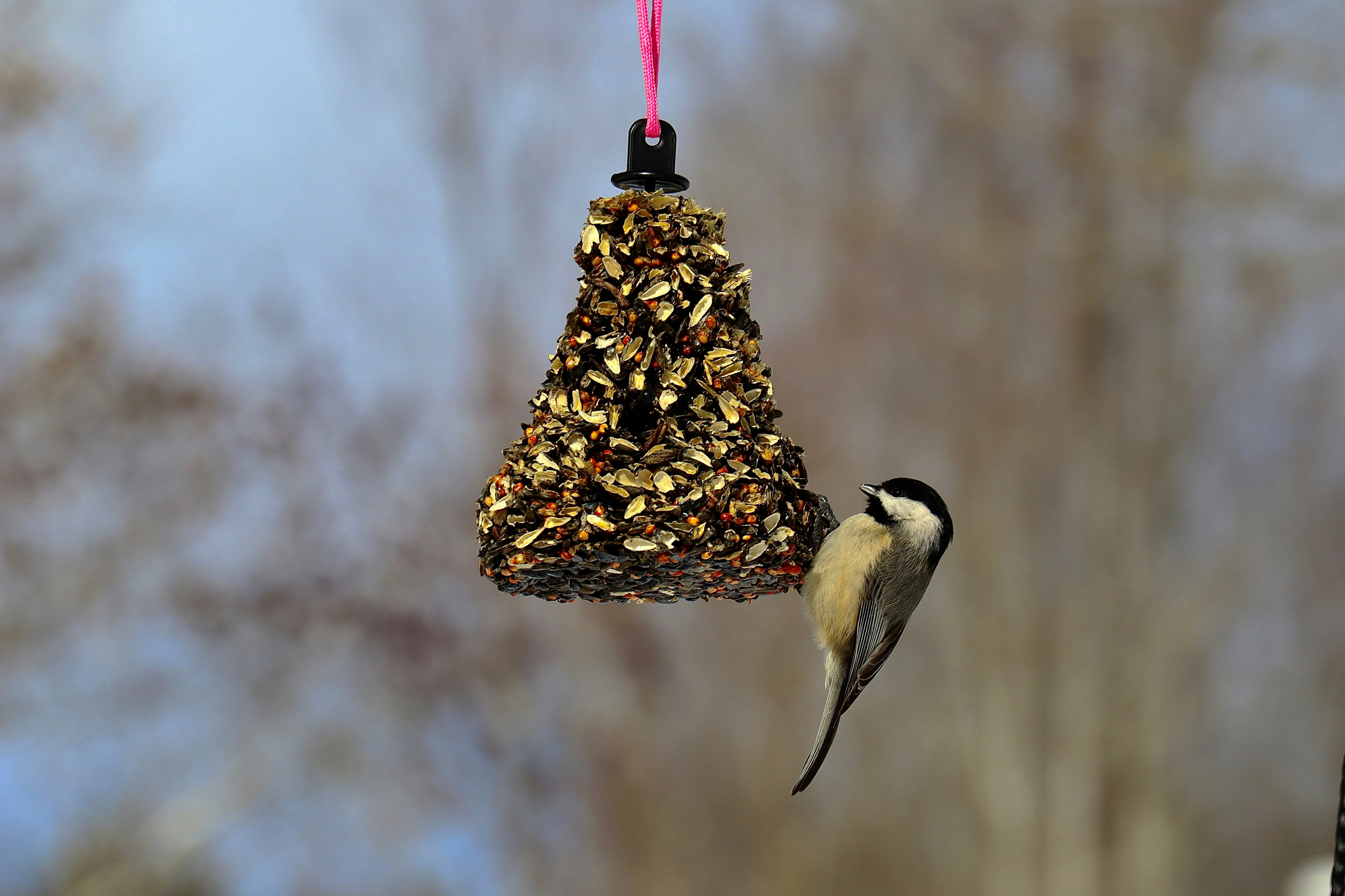 Pine Cone Feeder