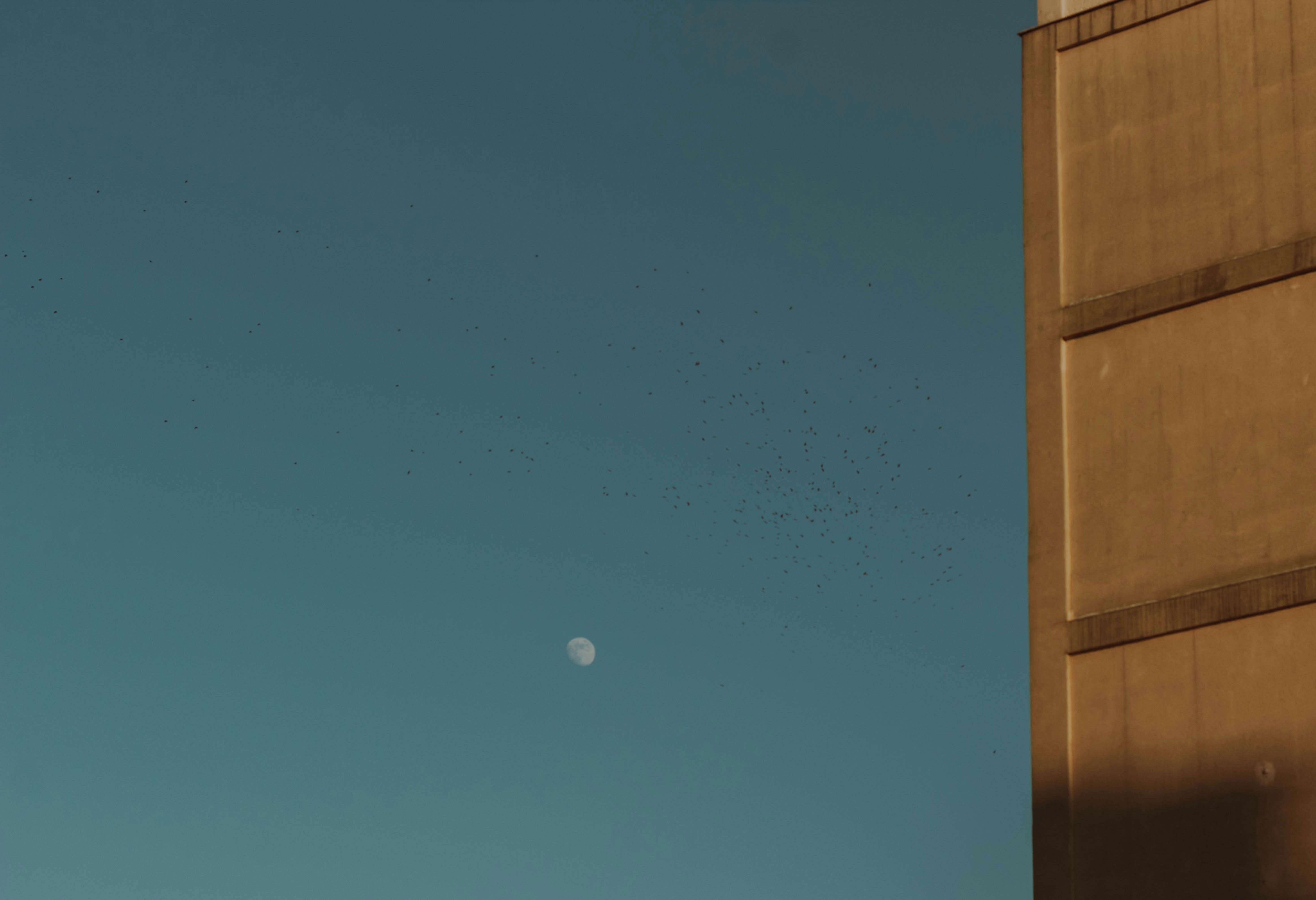 Photo by mari_oleacu