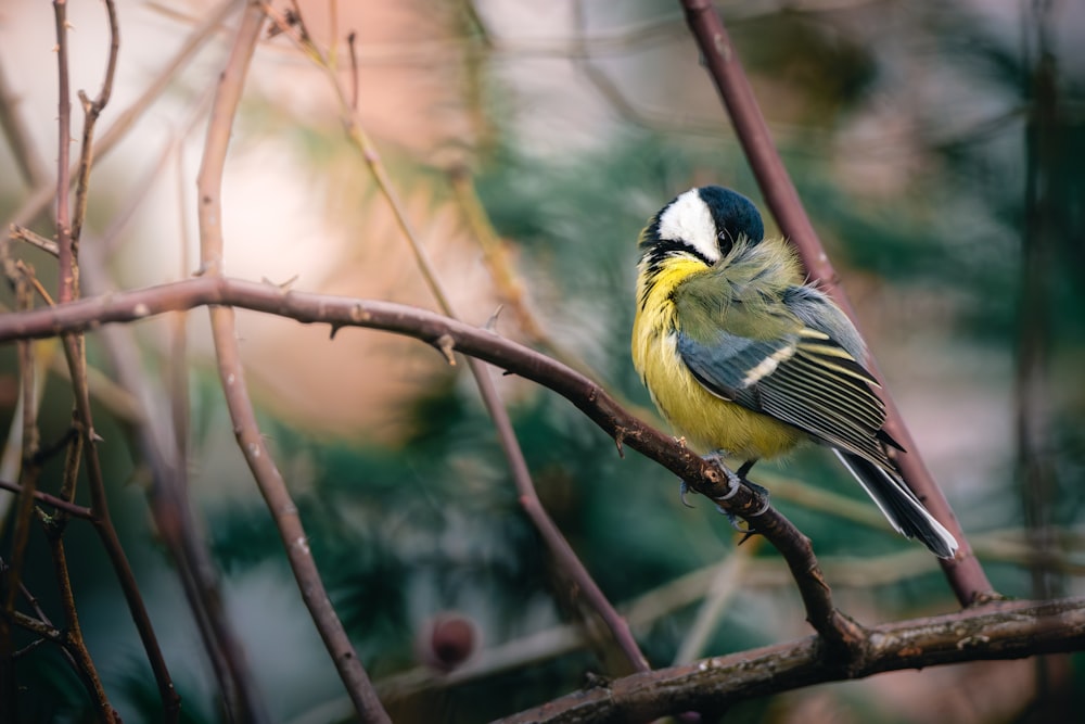 a small bird perched on a tree branch