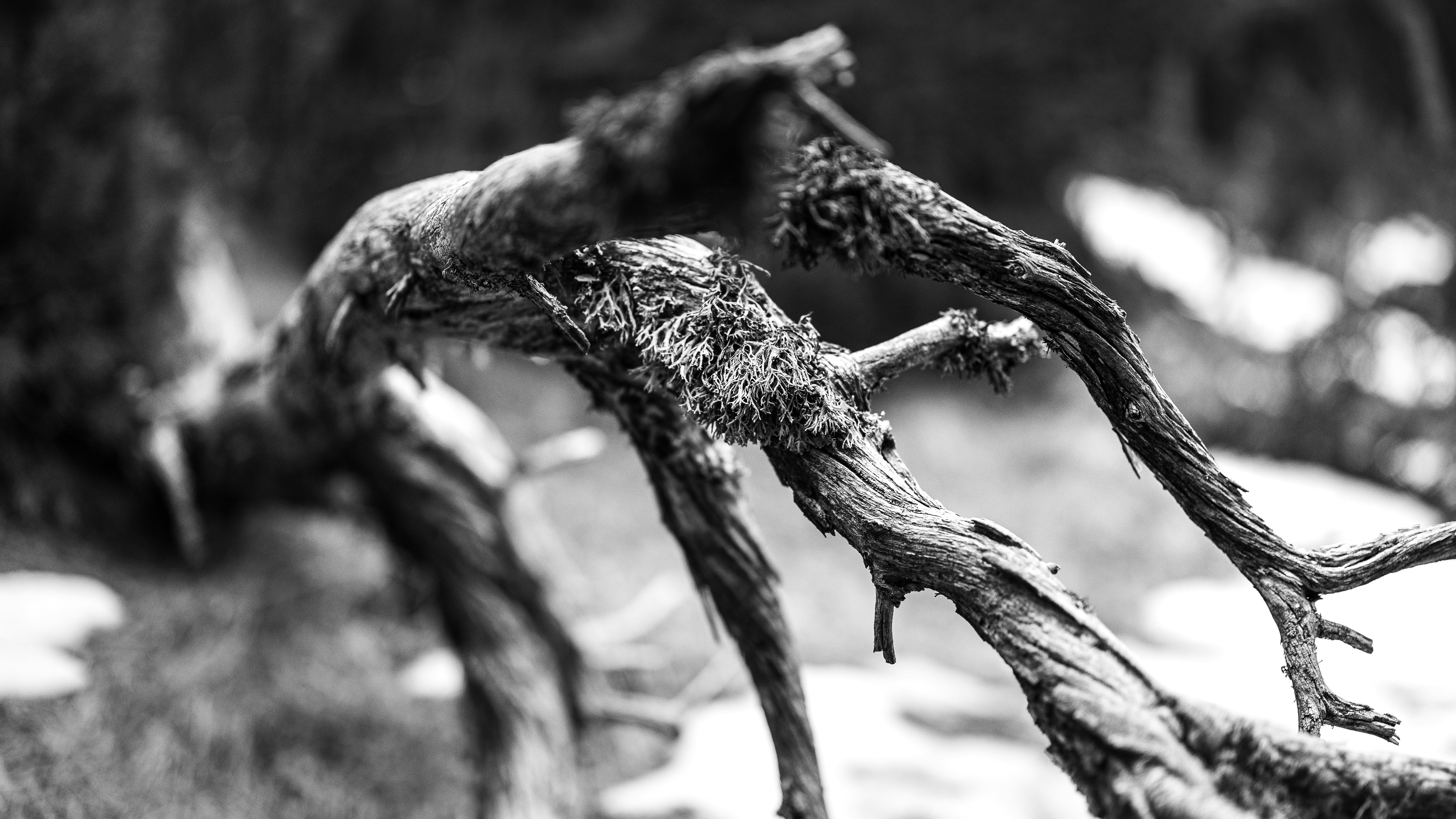 Photo by marekpiwnicki