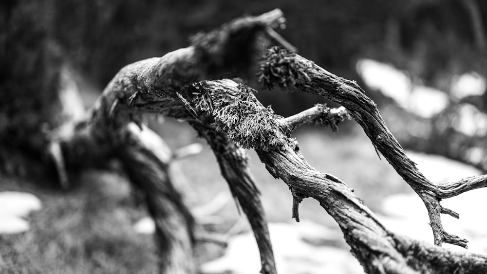 a black and white photo of a tree branch