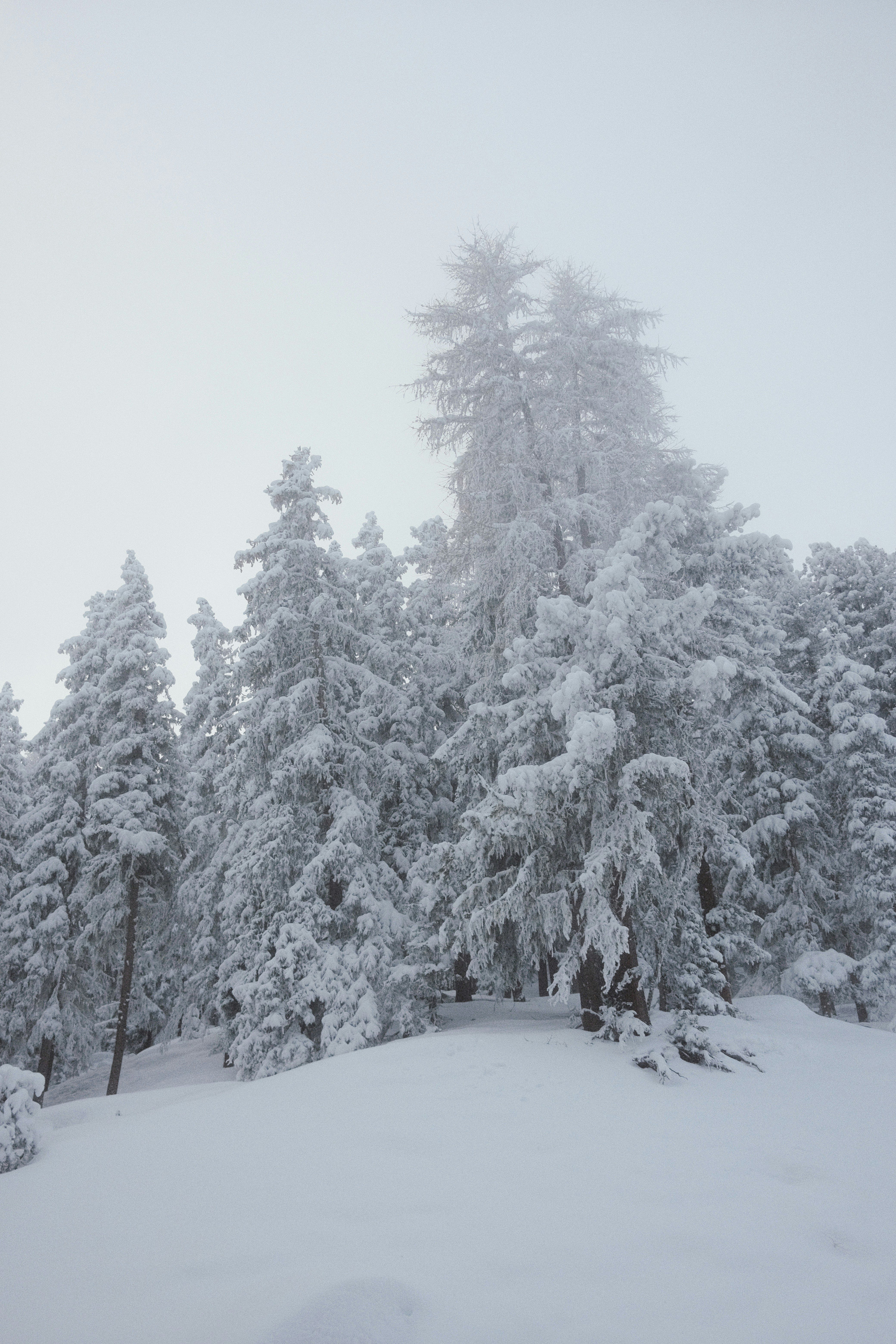 Photo by bring_shrubbery