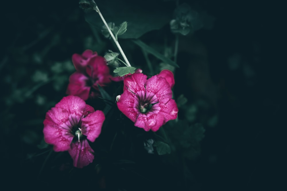 un grupo de flores rosas sentadas una al lado de la otra