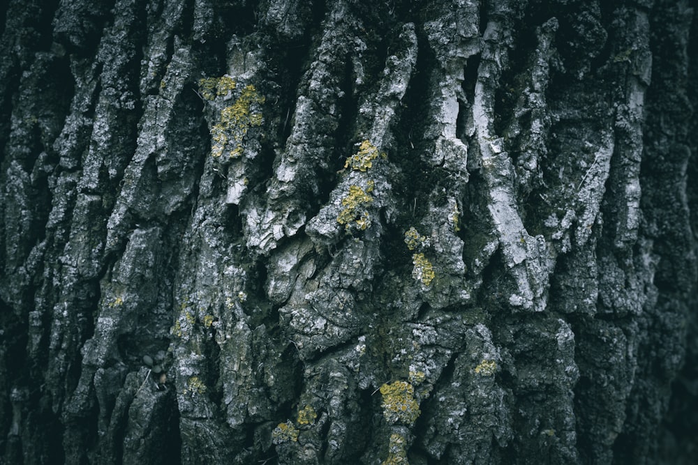 a close up of the bark of a tree